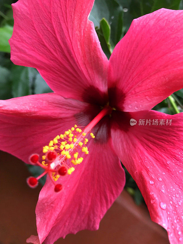 褶边/红色褶边木槿花在灌木上的图像与模糊的树叶花园背景，红色锦葵木槿花盛开/玫瑰锦葵照片墙纸在阳光下，木槿的花或流苏玫瑰花瓣对着绿叶